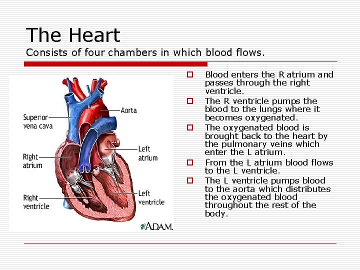 The Heart Consists of four chambers in which blood flows. o o o Blood