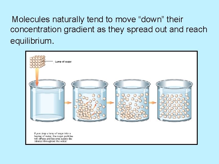 Molecules naturally tend to move “down” their concentration gradient as they spread out and