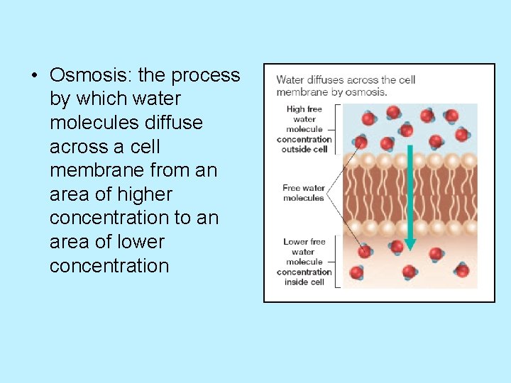  • Osmosis: the process by which water molecules diffuse across a cell membrane