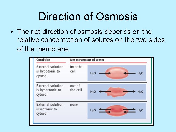 Direction of Osmosis • The net direction of osmosis depends on the relative concentration
