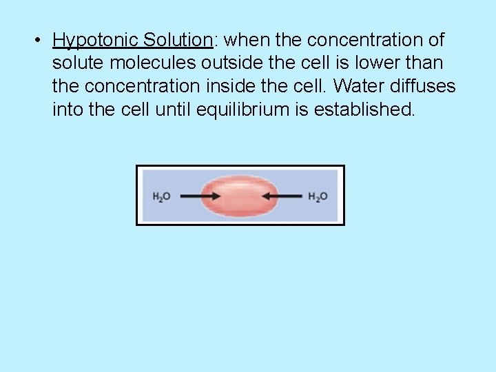  • Hypotonic Solution: when the concentration of solute molecules outside the cell is