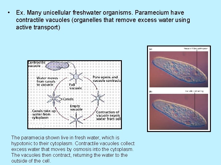  • Ex. Many unicellular freshwater organisms. Paramecium have contractile vacuoles (organelles that remove