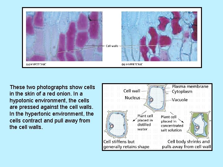 These two photographs show cells in the skin of a red onion. In a