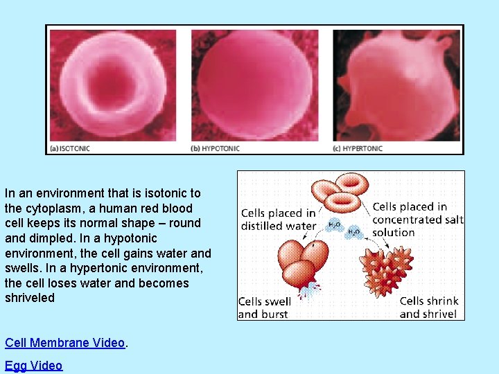 In an environment that is isotonic to the cytoplasm, a human red blood cell