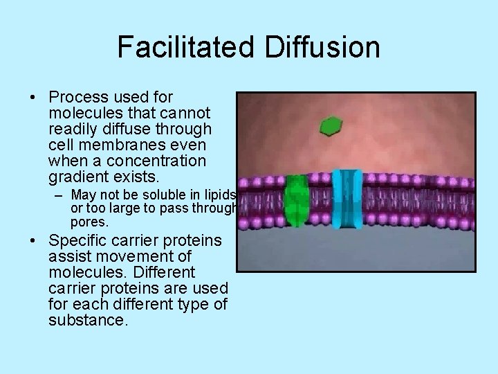Facilitated Diffusion • Process used for molecules that cannot readily diffuse through cell membranes