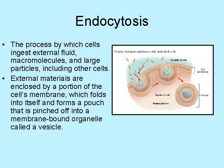 Endocytosis • The process by which cells ingest external fluid, macromolecules, and large particles,