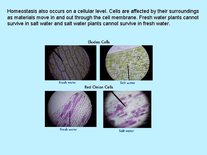 Homeostasis also occurs on a cellular level. Cells are affected by their surroundings as