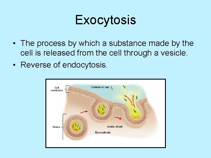 Exocytosis • The process by which a substance made by the cell is released