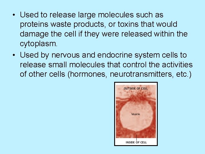  • Used to release large molecules such as proteins waste products, or toxins