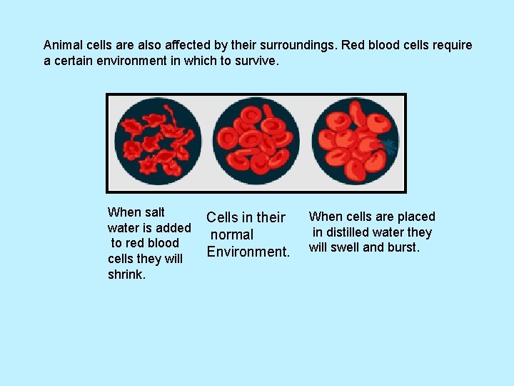 Animal cells are also affected by their surroundings. Red blood cells require a certain