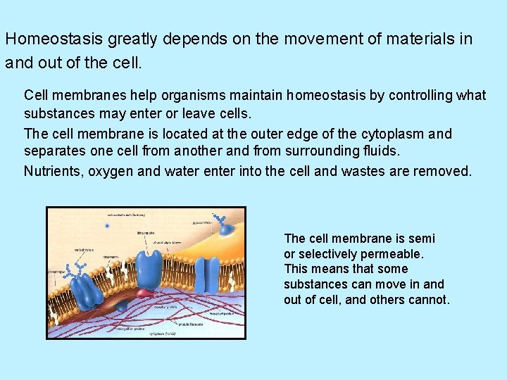 Homeostasis greatly depends on the movement of materials in and out of the cell.