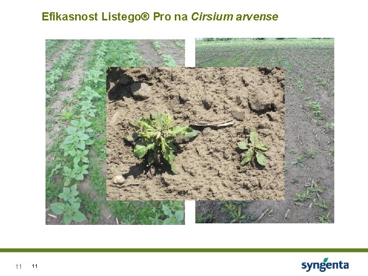 Efikasnost Listego® Pro na Cirsium arvense 11 11 