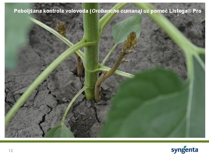 Poboljšana kontrola volovoda (Orobanche cumana) uz pomoć Listega® Pro 12 
