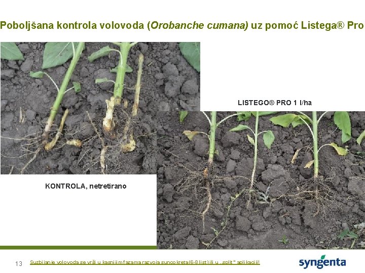 Poboljšana kontrola volovoda (Orobanche cumana) uz pomoć Listega® Pro LISTEGO® PRO 1 l/ha KONTROLA,