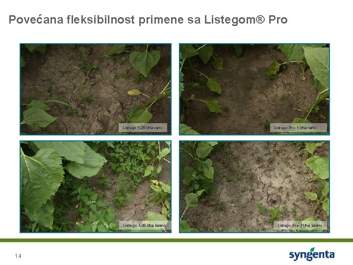 Povećana fleksibilnost primene sa Listegom® Pro Listego 1, 25 l/ha rano Listego 1, 25