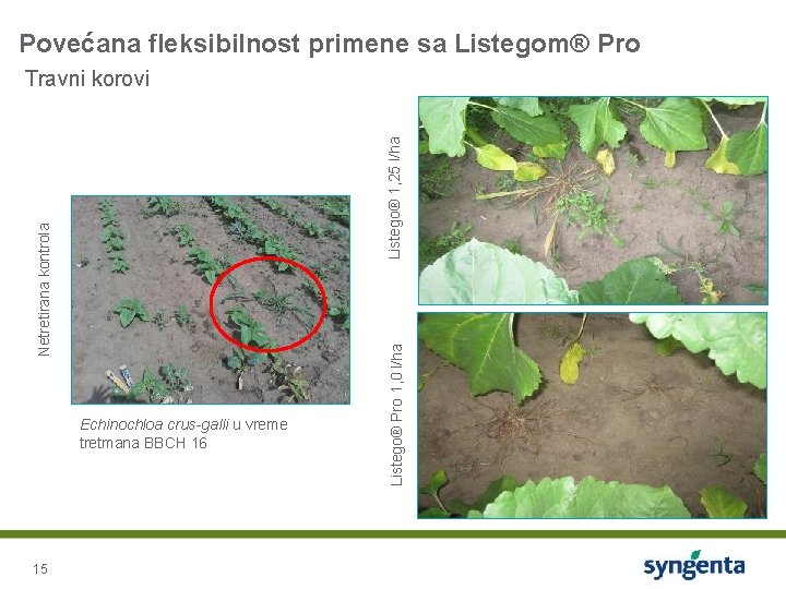 Povećana fleksibilnost primene sa Listegom® Pro Echinochloa crus-galli u vreme tretmana BBCH 16 15
