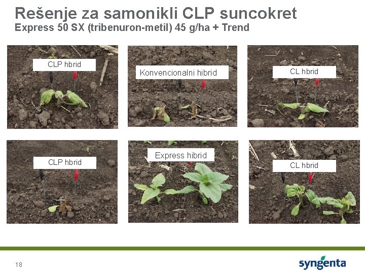 Rešenje za samonikli CLP suncokret Express 50 SX (tribenuron-metil) 45 g/ha + Trend CLP