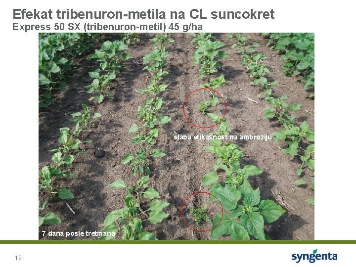 Efekat tribenuron-metila na CL suncokret Express 50 SX (tribenuron-metil) 45 g/ha slaba efikasnost na