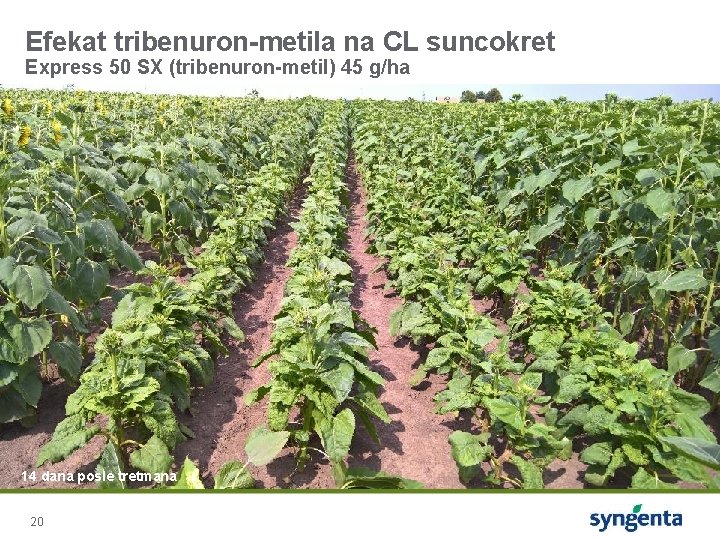 Efekat tribenuron-metila na CL suncokret Express 50 SX (tribenuron-metil) 45 g/ha 14 dana posle