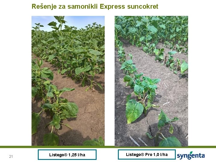 Rešenje za samonikli Express suncokret 21 Listego® 1, 25 l/ha Listego® Pro 1, 0