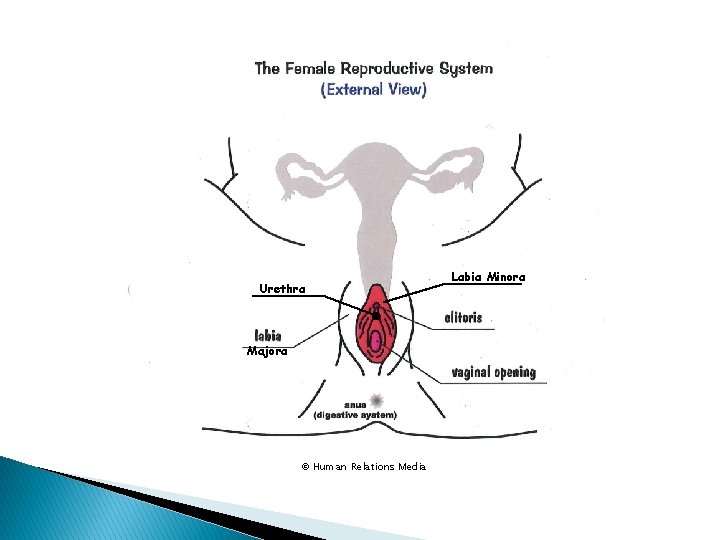 Urethra Majora © Human Relations Media Labia Minora 