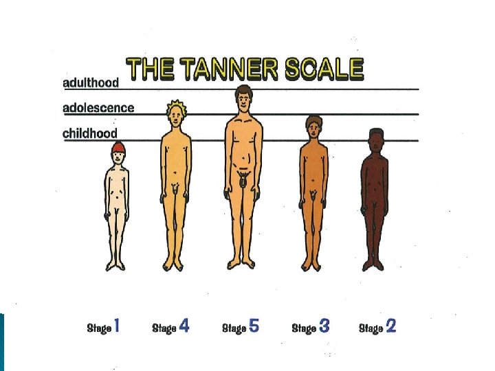 Tanner Scale © Human Relations Media 