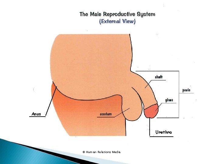 Anus Urethra © Human Relations Media 