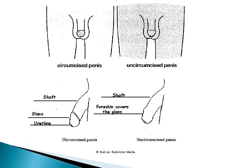 Shaft Glans Shaft Foreskin covers the glans Urethra © Human Relations Media 