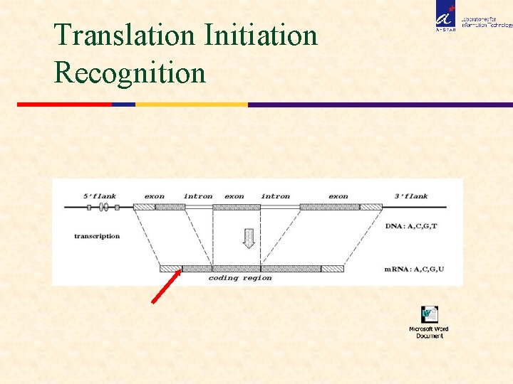 Translation Initiation Recognition 