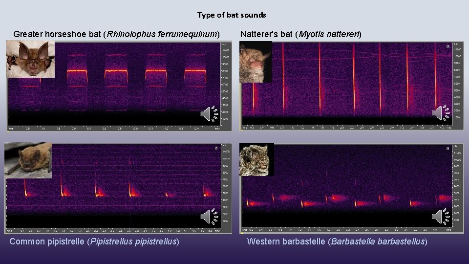 Type of bat sounds Greater horseshoe bat (Rhinolophus ferrumequinum) Common pipistrelle (Pipistrellus pipistrellus) Natterer's