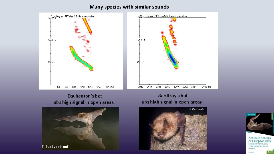 Many species with similar sounds Daubenton’s bat abs high signal in open areas ©