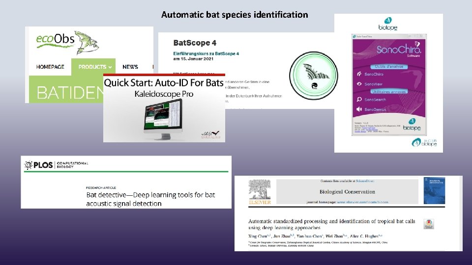 Automatic bat species identification 