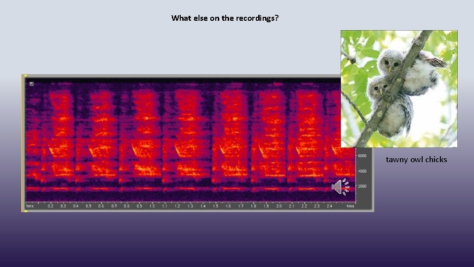 What else on the recordings? tawny owl chicks 