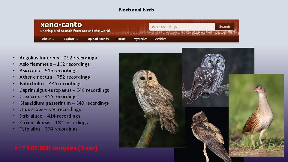 Nocturnal birds • • • Aegolius funereus – 292 recordings Asio flammeus – 102
