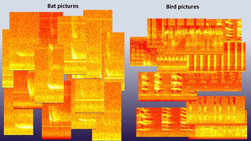 Bat pictures Bird pictures 