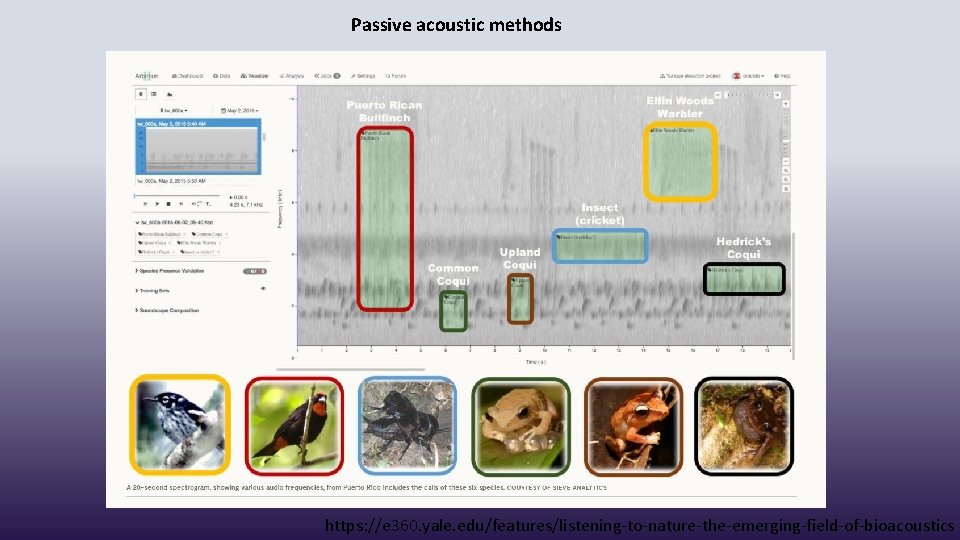 Passive acoustic methods https: //e 360. yale. edu/features/listening-to-nature-the-emerging-field-of-bioacoustics 