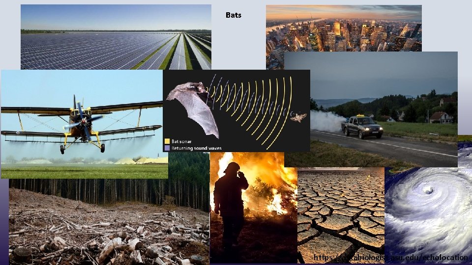 Bats https: //askabiologist. asu. edu/echolocation 