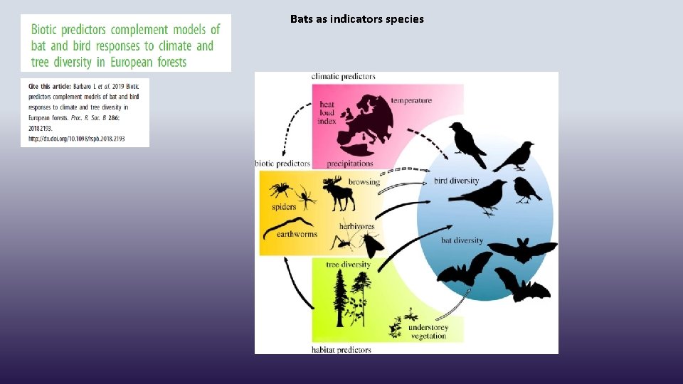 Bats as indicators species 