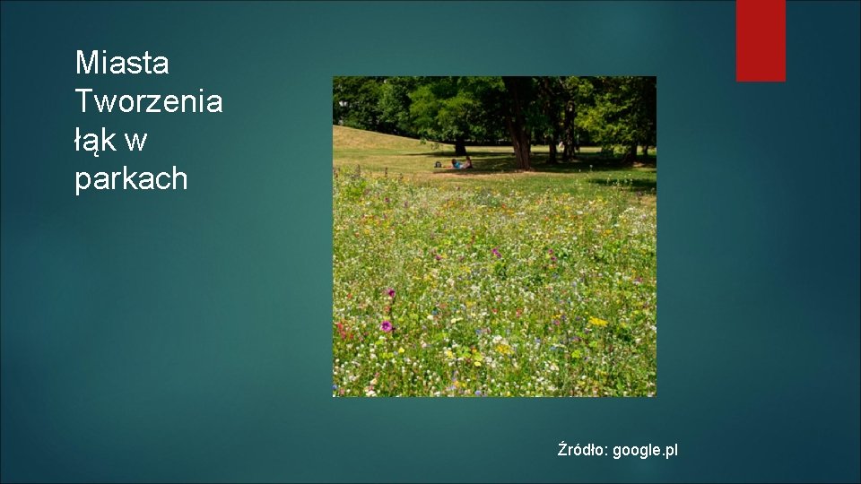 Miasta Tworzenia łąk w parkach Źródło: google. pl 
