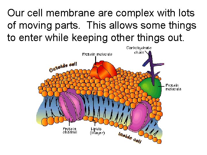 Our cell membrane are complex with lots of moving parts. This allows some things