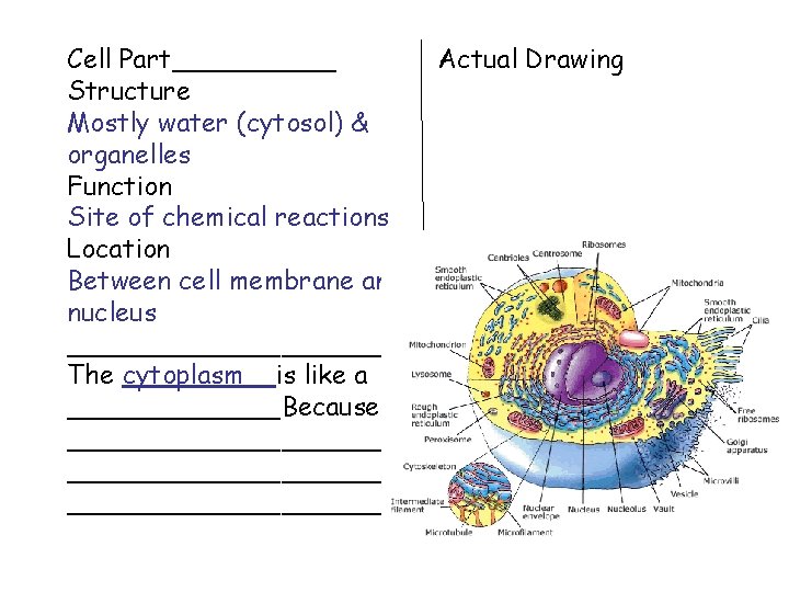 Cell Part_____ Actual Drawing Structure Mostly water (cytosol) & organelles Function Site of chemical