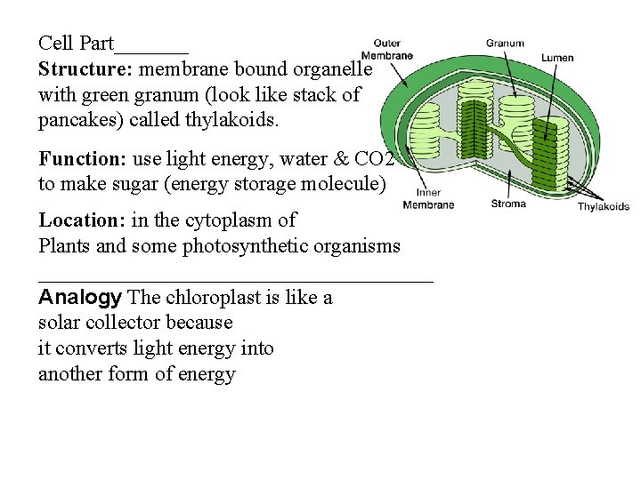 Cell Part_______ Structure: membrane bound organelle with green granum (look like stack of pancakes)