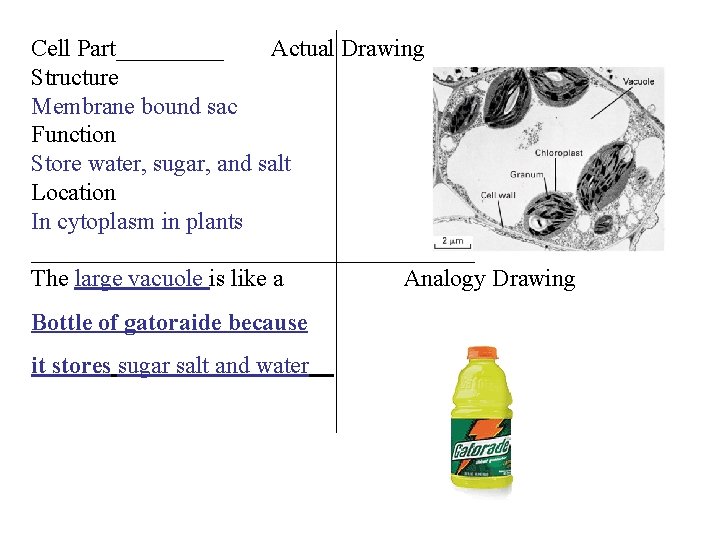 Cell Part_____ Actual Drawing Structure Membrane bound sac Function Store water, sugar, and salt