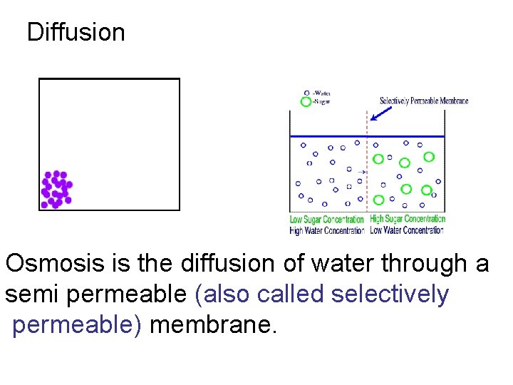 Diffusion Osmosis is the diffusion of water through a semi permeable (also called selectively