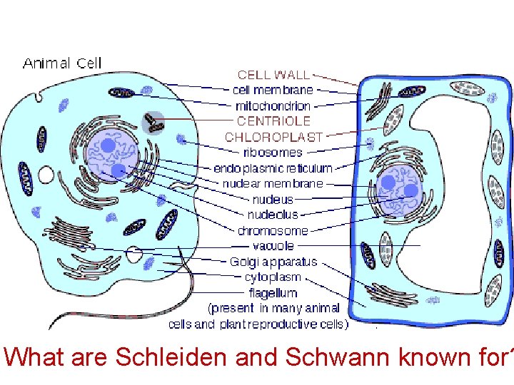What are Schleiden and Schwann known for? 
