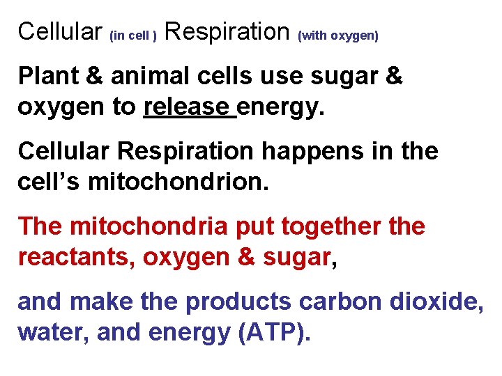 Cellular (in cell ) Respiration (with oxygen) Plant & animal cells use sugar &