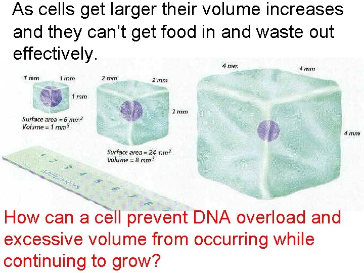 As cells get larger their volume increases and they can’t get food in and