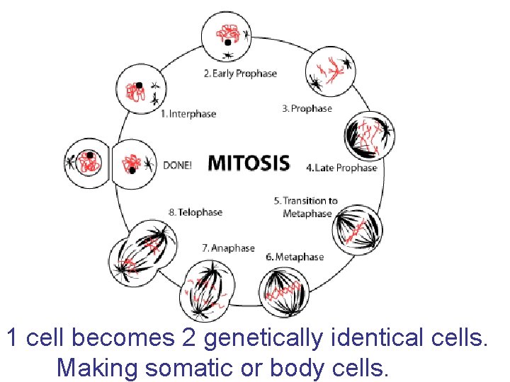 1 cell becomes 2 genetically identical cells. Making somatic or body cells. 