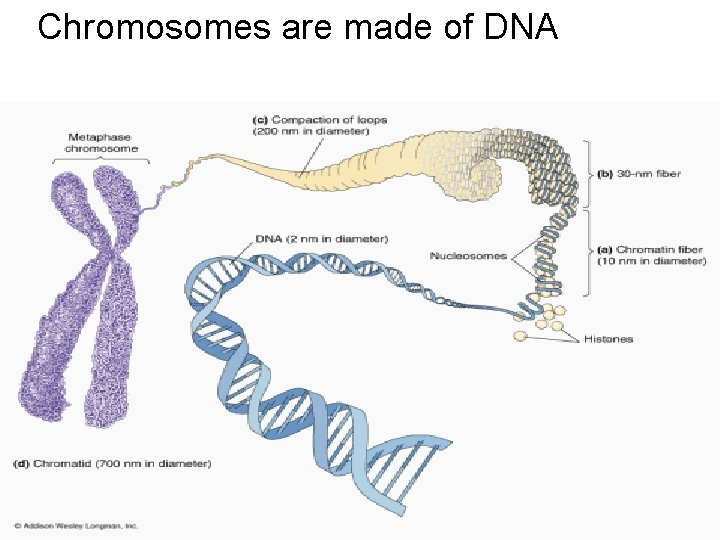 Chromosomes are made of DNA 