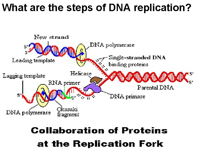 What are the steps of DNA replication? 